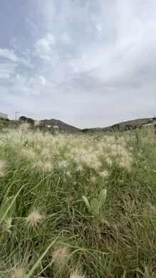 Al-Soudah Park in Asir, nature, parks and green gardens, rocky mountain ranges and high peaks during the day, natural places for adventures, safaris and enjoyment, trees and plants covering the mountain slopes, terrain and mountainous environment of the Abha region