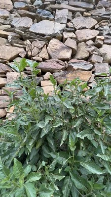 منتزة السودة في عسير، الطبيعة والمنتزهات والحدائق الخضراء، سلاسل الجبال الصخرية والقمم العالية في النهار، أماكن طبيعية للمغامرات ورحلات السفاري والاستمتاع، الشجر والنبات المغطي سفوح الجبل، التضاريس والبيئة الجبلية لمنطقة أبها