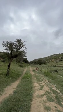 منتزة السودة في عسير، الطبيعة والمنتزهات والحدائق الخضراء، سلاسل الجبال الصخرية والقمم العالية في النهار، أماكن طبيعية للمغامرات ورحلات السفاري والاستمتاع، الشجر والنبات المغطي سفوح الجبل، التضاريس والبيئة الجبلية لمنطقة أبها
