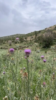 Al-Soudah Park in Asir, nature, parks and green gardens, rocky mountain ranges and high peaks during the day, natural places for adventures, safaris and enjoyment, trees and plants covering the mountain slopes, terrain and mountainous environment of the Abha region