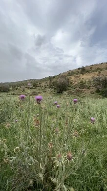 منتزة السودة في عسير، الطبيعة والمنتزهات والحدائق الخضراء، سلاسل الجبال الصخرية والقمم العالية في النهار، أماكن طبيعية للمغامرات ورحلات السفاري والاستمتاع، الشجر والنبات المغطي سفوح الجبل، التضاريس والبيئة الجبلية لمنطقة أبها