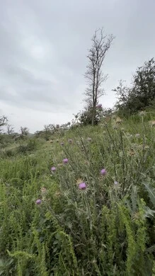 Al-Soudah Park in Asir, nature, parks and green gardens, rocky mountain ranges and high peaks during the day, natural places for adventures, safaris and enjoyment, trees and plants covering the mountain slopes, terrain and mountainous environment of the Abha region