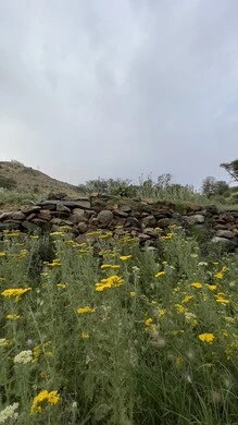 منتزة السودة في عسير، الطبيعة والمنتزهات والحدائق الخضراء، سلاسل الجبال الصخرية والقمم العالية في النهار، أماكن طبيعية للمغامرات ورحلات السفاري والاستمتاع، الشجر والنبات المغطي سفوح الجبل، التضاريس والبيئة الجبلية لمنطقة أبها