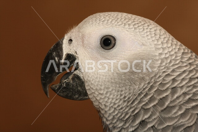 صورة مقربة لطائر الببغاء ذو الريش الابيض والمنقار الأسود اللون، محميه لتربيه الطيور، اصناف من الببغاء في مزارع المملكه العربيه السعوديه