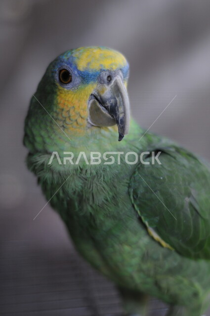 Close-up of a parrot in bright colors, a protected bird breeding reserve, types of parrots in the farms of the Kingdom of Saudi Arabia