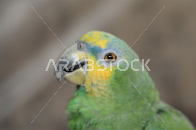 Close-up of a parrot in bright colors, a protected bird breeding reserve, types of parrots in the farms of the Kingdom of Saudi Arabia