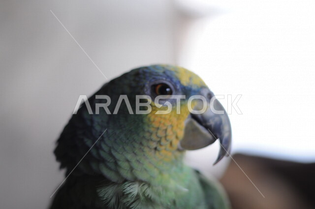 صورة مقربة لطائر الببغاء بألوان زاهية، محميه لتربيه الطيور، اصناف من الببغاء في مزارع المملكه العربيه السعوديه