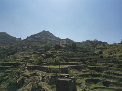 Coffee farms in Al-Dayer Governorate in Jazan region, a natural tourist place and area, trees, plants and green spaces, agricultural terraces on the mountain slopes, peaks and rocky heights during the day