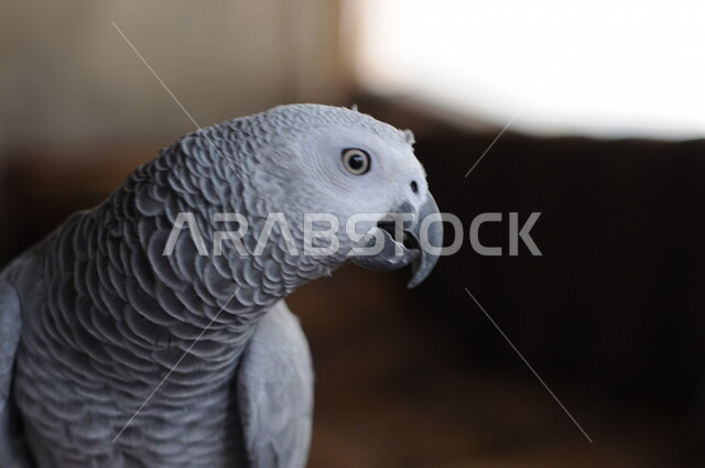 صورة مقربة لطائر الببغاء ذو الريش الابيض والمنقار الأسود اللون، محميه لتربيه الطيور، اصناف من الببغاء في مزارع المملكه العربيه السعوديه