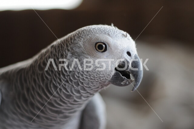 Close-up of a parrot with white feathers and black beak, a protected bird breeding reserve, types of parrots in the farms of the Kingdom of Saudi Arabia