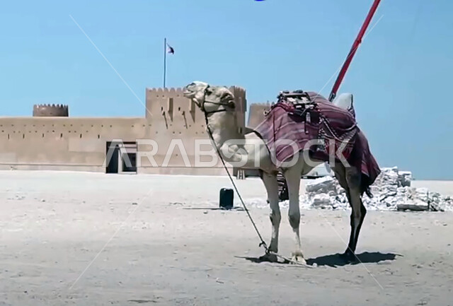 Military heritage castles in broad daylight, old-style architecture, a camel walking in the desert in front of a historic castle building, the flag of the State of Qatar fluttering over Qatari castles and forts, famous tourist attractions, interest in raising and grazing camels