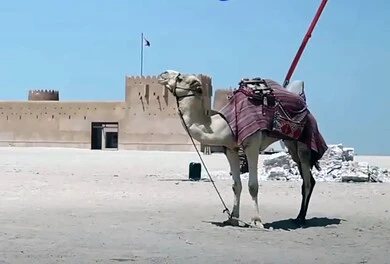 القلاع التراثية العسكرية في وضح النهار, الفن الهندسي المعماري على الطراز القديم، جمل يسير في الصحراء امام مبنى قلعة تاريخية, علم دولة قطر يرفرف فوق القلاع والحصون القطرية, معالم سياحية مشهورة، الاهتمام بتربية ورعي الابل
