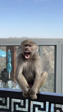 A fierce baboon sits on a fog walkway, monkeys are found in the Abha Mountains in the Asir region, animal conservation in nature reserves, animal diversity in the Kingdom, wildlife in Saudi Arabia
