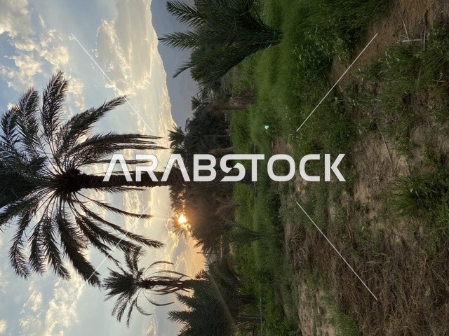 مزرعه  النخيل الخضراء في احدى مناطق المملكه العربيه السعوديه, منظر شروق الشمس في السماء , الاهتمام بالتشجير وزراعة النباتات الخضراء, محاصيل زراعيه سعوديه