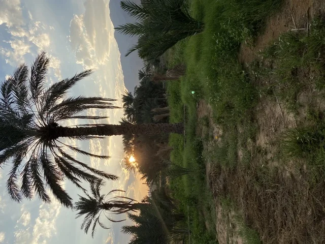 A green palm farm in one of the regions of the Kingdom of Saudi Arabia, a view of the sunrise in the sky, attention to afforestation and the cultivation of green plants, Saudi agricultural crops.
