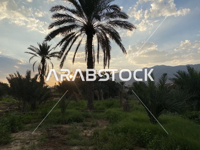 مزرعه  النخيل الخضراء في احدى مناطق المملكه العربيه السعوديه, منظر شروق الشمس في السماء , الاهتمام بالتشجير وزراعة النباتات الخضراء, محاصيل زراعيه سعوديه