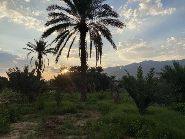 مزرعه  النخيل الخضراء في احدى مناطق المملكه العربيه السعوديه, منظر شروق الشمس في السماء , الاهتمام بالتشجير وزراعة النباتات الخضراء, محاصيل زراعيه سعوديه