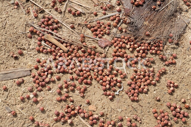 التمر الجاف, التمر المتساقط من النخيل, مناظر طبيعيه, اراضي زراعيه , جفاف الثمار وتساقطها من الاشجار