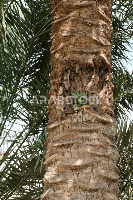  نبتة صغيره خضراء داخل جذع نخله,مزارع النخيل  الخضراء في المملكة العربية السعودية ،محميه طبيعيه  لزراعة اشجار النخيل ،أراضي زراعيه خضراء ، اشجار ومحاصيل زراعية 