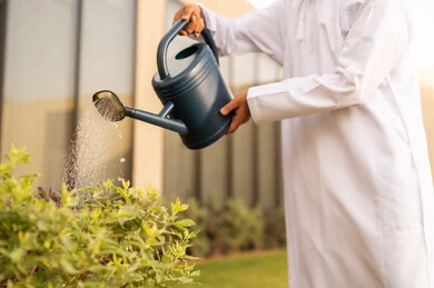 اجواء الطبيعة الخلابة، ايدي رجل تسقي الزرع في حديقة احدى الشاليهات العمانية،  العناية بالنباتات فى الحديقة ، استخدام مرش المياة، صورة مقربة ليد رجل عربي خليجي عماني يرتدي الدشداشة  يقوم باستخدام وعاء السقي في ري النباتات، مفهوم النظافة والاهتمام بحديقة المنزل.