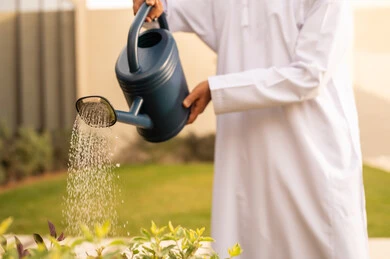 A man's hands watering the plants in the garden of one of the Omani chalets, taking care of the plants in the garden, using a water sprinkler, a close-up image of the hands of an Arab Gulf Omani man wearing a dishdasha using a watering can to irrigate the plants, the concept of cleanliness and caring for the home garden.