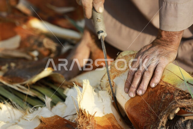 مزارع عربي خليجي سعودي يقوم باخراج لب النخيل ، استخراج جمار النخيل  ، عنصر غذائي مفيد للصحة ، مزرعة النخيل في المملكة العربية السعودية 