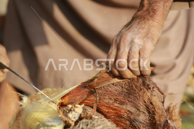 مزارع عربي خليجي سعودي يقوم باخراج لب النخيل ، استخراج جمار النخيل  ، عنصر غذائي مفيد للصحة ، مزرعة النخيل في المملكة العربية السعودية 