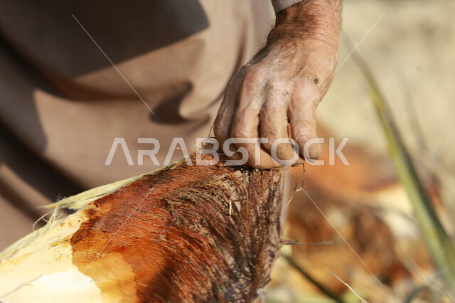 مزارع عربي خليجي سعودي يقوم باخراج لب النخيل ، استخراج جمار النخيل  ، عنصر غذائي مفيد للصحة ، مزرعة النخيل في المملكة العربية السعودية 