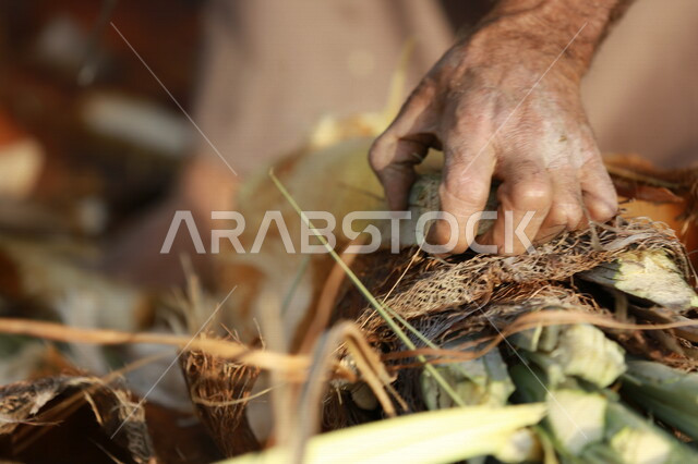 مزارع عربي خليجي سعودي يقوم باخراج لب النخيل ، استخراج جمار النخيل  ، عنصر غذائي مفيد للصحة ، مزرعة النخيل في المملكة العربية السعودية 