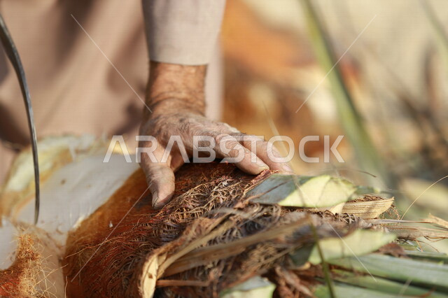 مزارع عربي خليجي سعودي يقوم باخراج لب النخيل ، استخراج جمار النخيل  ، عنصر غذائي مفيد للصحة ، مزرعة النخيل في المملكة العربية السعودية 