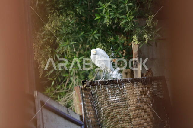 A picture of a white heron, one of the migratory birds in the Kingdom of Saudi Arabia, the scenic beauty of Saudi Arabia