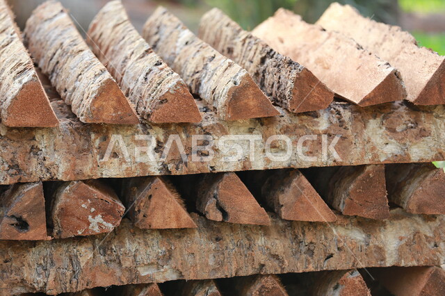 A group of stacked tree trunks, cutting trees in the farms of the Kingdom of Saudi Arabia, the wood industry in Saudi Arabia
