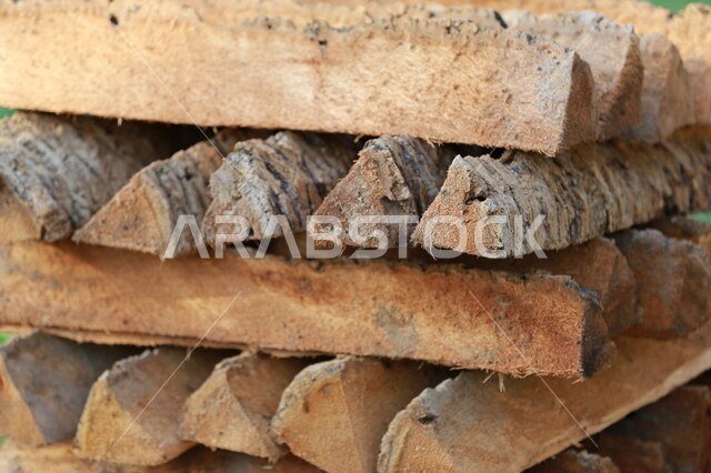 A group of stacked tree trunks, cutting trees in the farms of the Kingdom of Saudi Arabia, the wood industry in Saudi Arabia