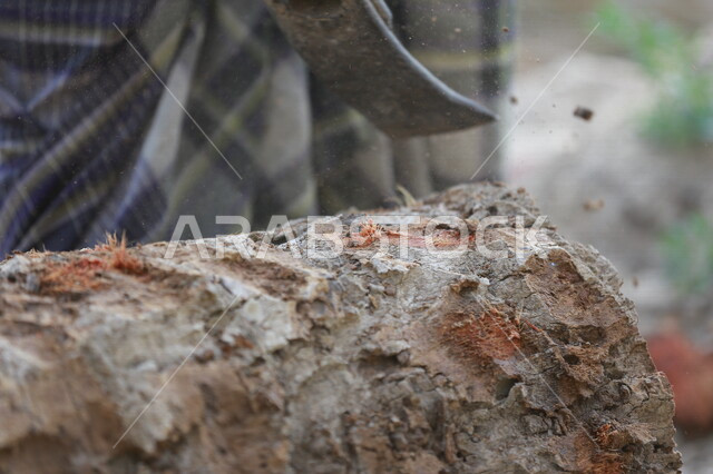 صورة لجذع النخلة في مزارع النخيل ، قطع الاشجار في مزارع المملكة العربية السعودية ، صناعة الأخشاب في السعودية