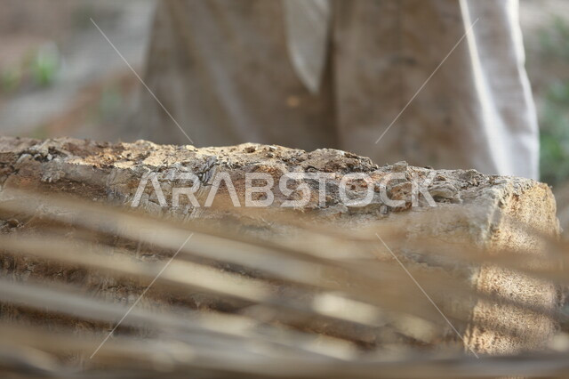 صورة لجذع النخلة في مزارع النخيل ، قطع الاشجار في مزارع المملكة العربية السعودية ، صناعة الأخشاب في السعودية
