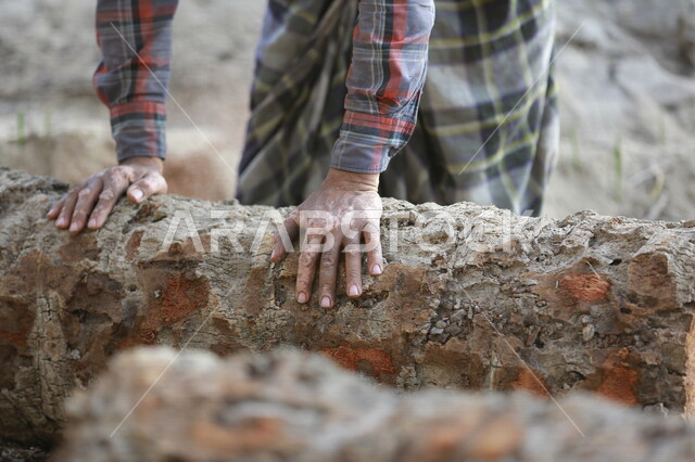 صورة لجذع النخلة في مزارع النخيل ، قطع الاشجار في مزارع المملكة العربية السعودية ، صناعة الأخشاب في السعودية