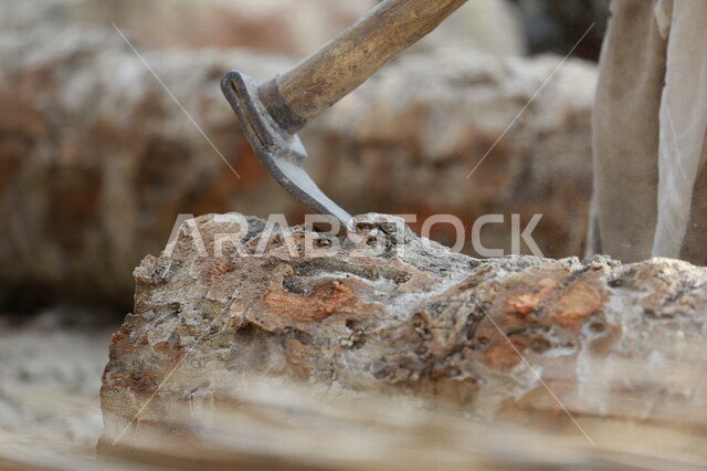 صورة لجذع النخلة في مزارع النخيل ، قطع الاشجار في مزارع المملكة العربية السعودية ، صناعة الأخشاب في السعودية