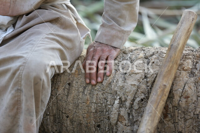 صورة لجذع النخلة في مزارع النخيل ، قطع الاشجار في مزارع المملكة العربية السعودية ، صناعة الأخشاب في السعودية