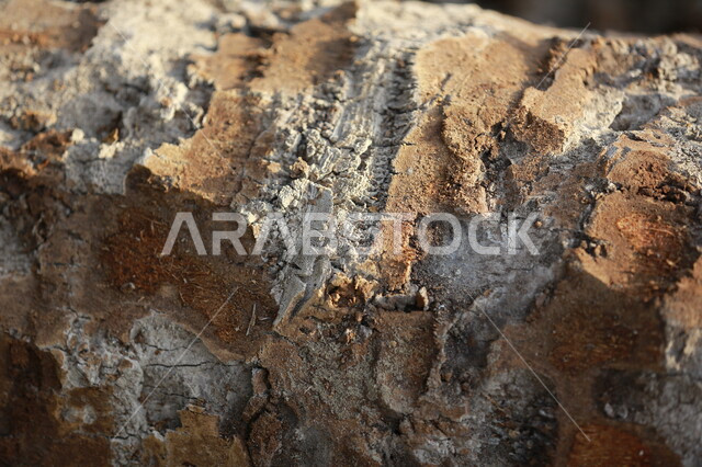 صورة لجذع النخلة في مزارع النخيل ، قطع الاشجار في مزارع المملكة العربية السعودية ، صناعة الأخشاب في السعودية