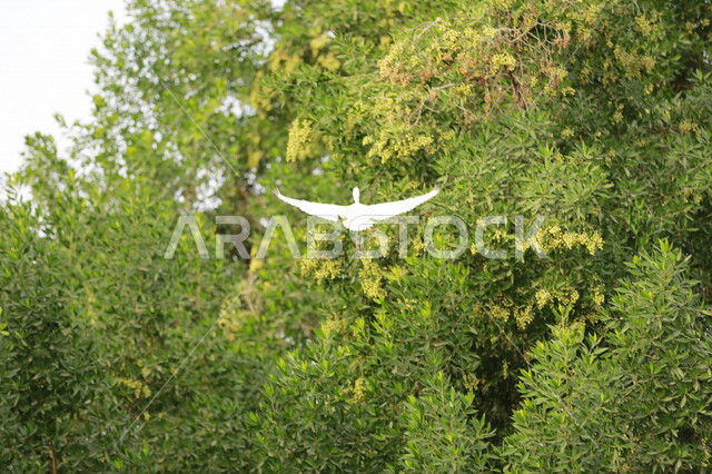 صورة لطائر البلشون الابيض من الطيور المهاجرة في المملكة العربية السعودية، جمال المناظر الطبيعية الخلابة في السعودية 