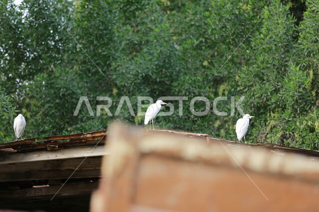 A picture of a white heron, one of the migratory birds in the Kingdom of Saudi Arabia, the scenic beauty of Saudi Arabia