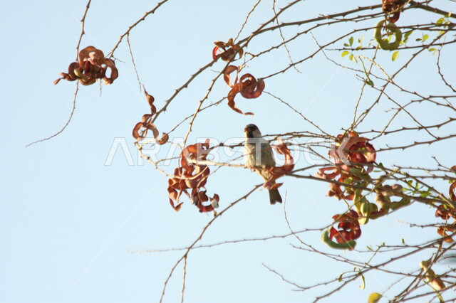 صورة جمالية لعصفور على أغصان الأشجار في  محمية زراعية في النهار ، جمال و روعة الطبيعة الخلابة في المملكة العربية السعودية