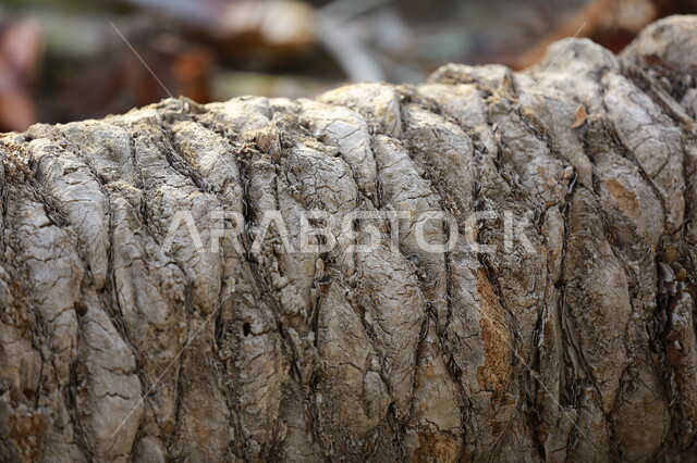 Close-up of the trunk of the palm tree in palm plantations, cutting trees in Saudi Arabia, wood industry in Saudi Arabia