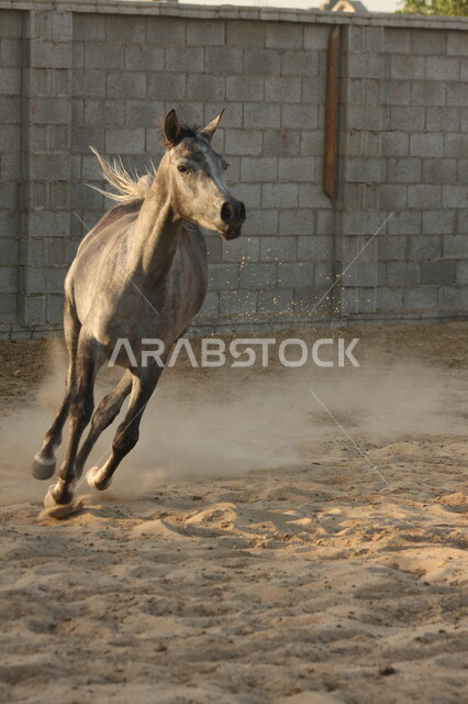 صورة لخيل عربي أصيل أسود اللون ، تربية و تدريب الخيول ، الخيل العربي الأصيل ، إسطبل الأحصنة ، مزرعة الخيول