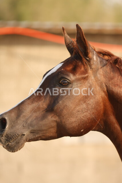 صورة مقربة لوجه خيل عربي أصيل بني اللون ، تربية و تدريب الخيول ، الخيل العربي الأصيل ، إسطبل الأحصنة ، مزرعة الخيول