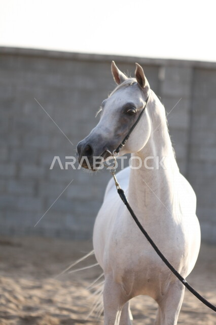 صورة مقربة لخيل عربي أصيل أبيض اللون ، تربية و تدريب الخيول ، الخيل العربي الأصيل ، إسطبل الأحصنة ، مزرعة الخيول