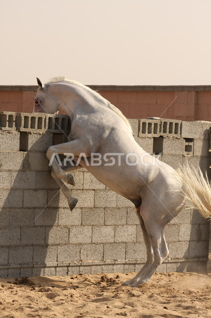 صورة لخيل عربي أصيل أبيض اللون ، تربية و تدريب الخيول ، الخيل العربي الأصيل ، إسطبل الأحصنة ، مزرعة الخيول