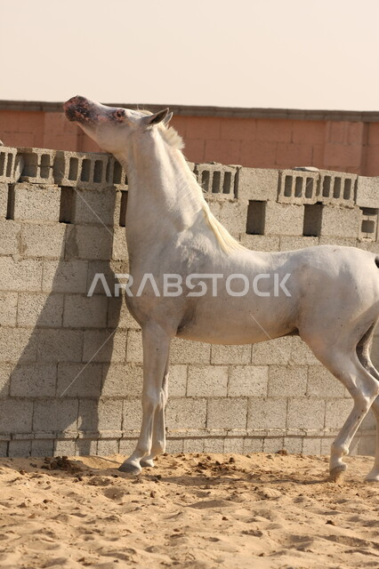 صورة لخيل عربي أصيل أبيض اللون ، تربية و تدريب الخيول ، الخيل العربي الأصيل ، إسطبل الأحصنة ، مزرعة الخيول