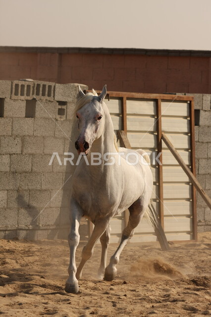صورة لخيل عربي أصيل أبيض اللون ، تربية و تدريب الخيول ، الخيل العربي الأصيل ، إسطبل الأحصنة ، مزرعة الخيول