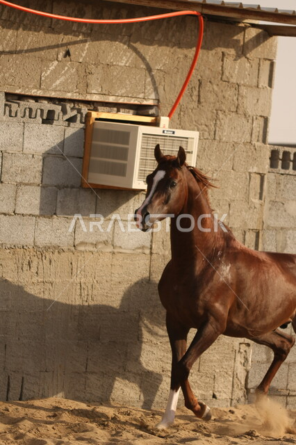 صورة لخيل عربي أصيل بني اللون ، تربية و تدريب الخيول ، الخيل العربي الأصيل ، إسطبل الأحصنة ، مزرعة الخيول